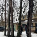 1_What-to-do-with-these-dead-trees