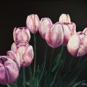 Blushing-Tulips