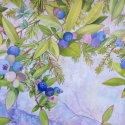 JosephineS2