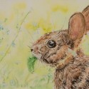 Forget-Me-Not-Bunny-copy