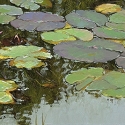 Beauties-in-my-Pond