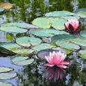Summer-in-my-Pond
