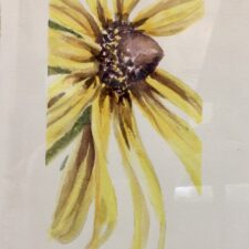 Sunflower Study