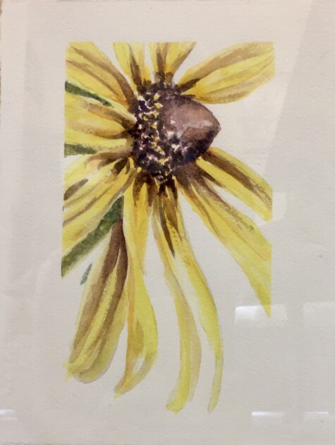 Sunflower Study
