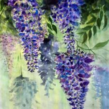Wisteria