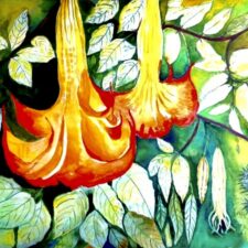 Angel's Trumpet