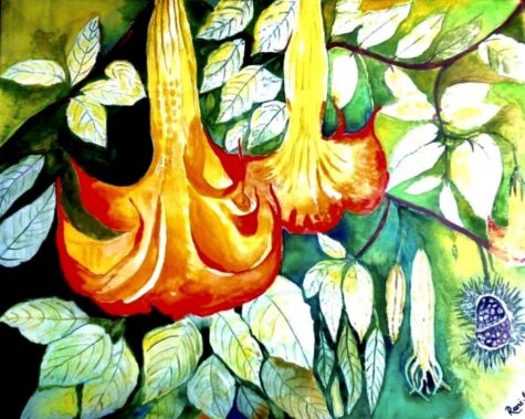 Angel's Trumpet