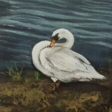 Sunbathing At Mill Pond