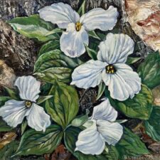 White Trillium, Fresh Spring Morning