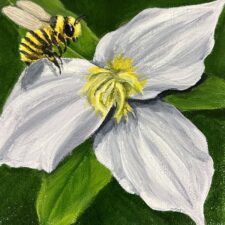 Trillium