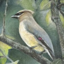 Cedar Wax Wing