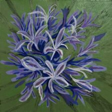 African Lily