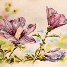 Rose of Sharon