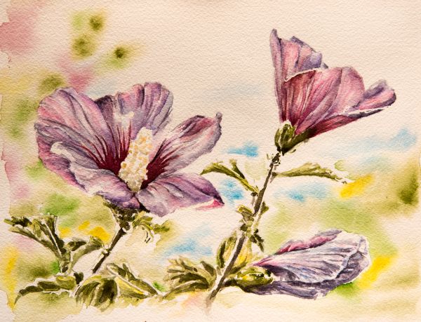 Rose of Sharon